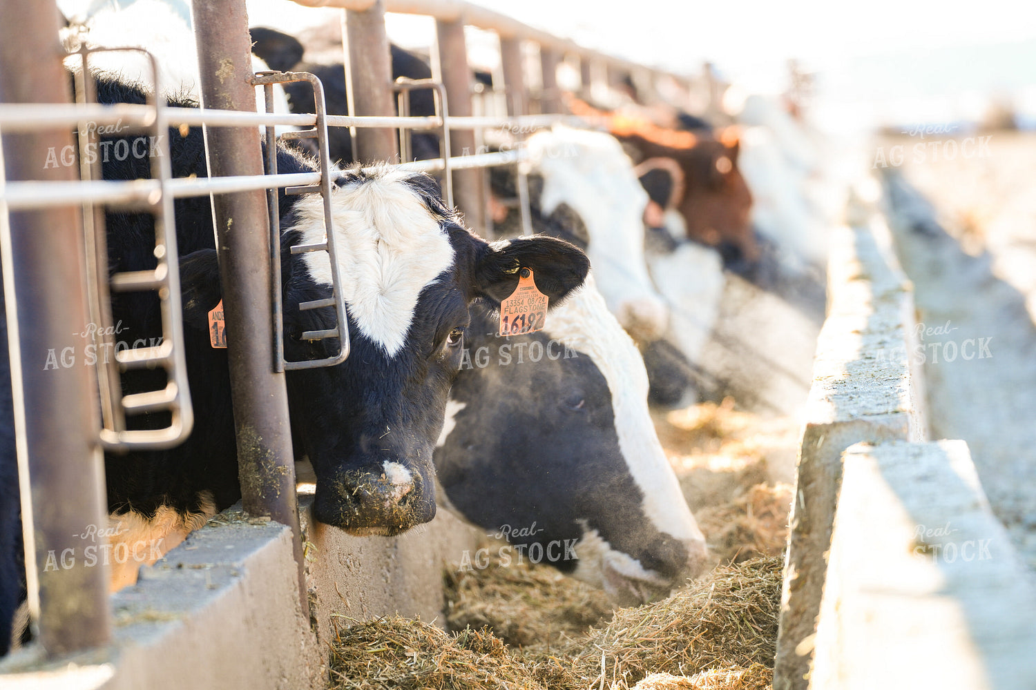 Feeding Cattle in Feedlot 293030