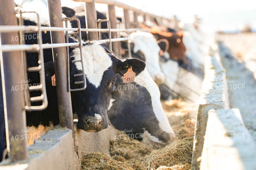 Feeding Cattle in Feedlot 293030