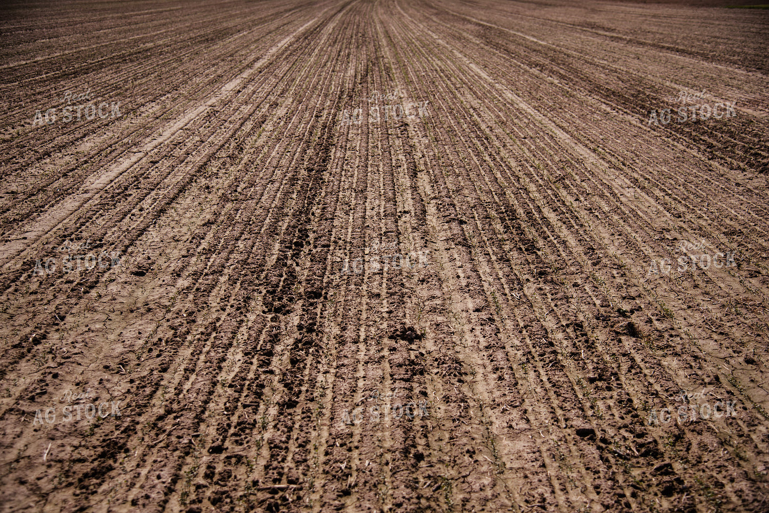 Early Growth Soybeans 137065