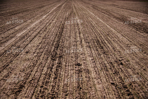 Early Growth Soybeans 137065