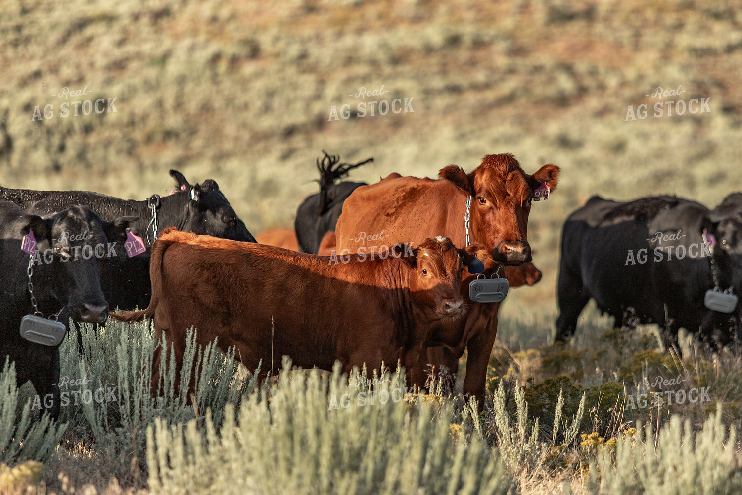 Cattle on Pasture 188170