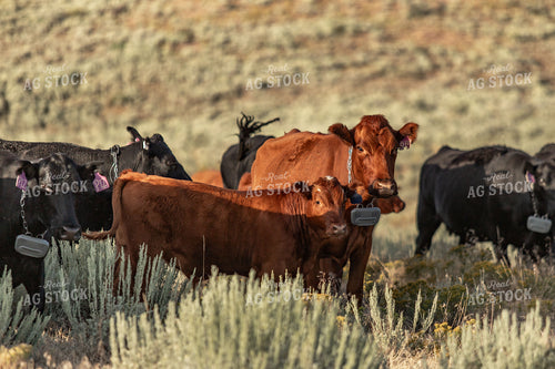 Cattle on Pasture 188170