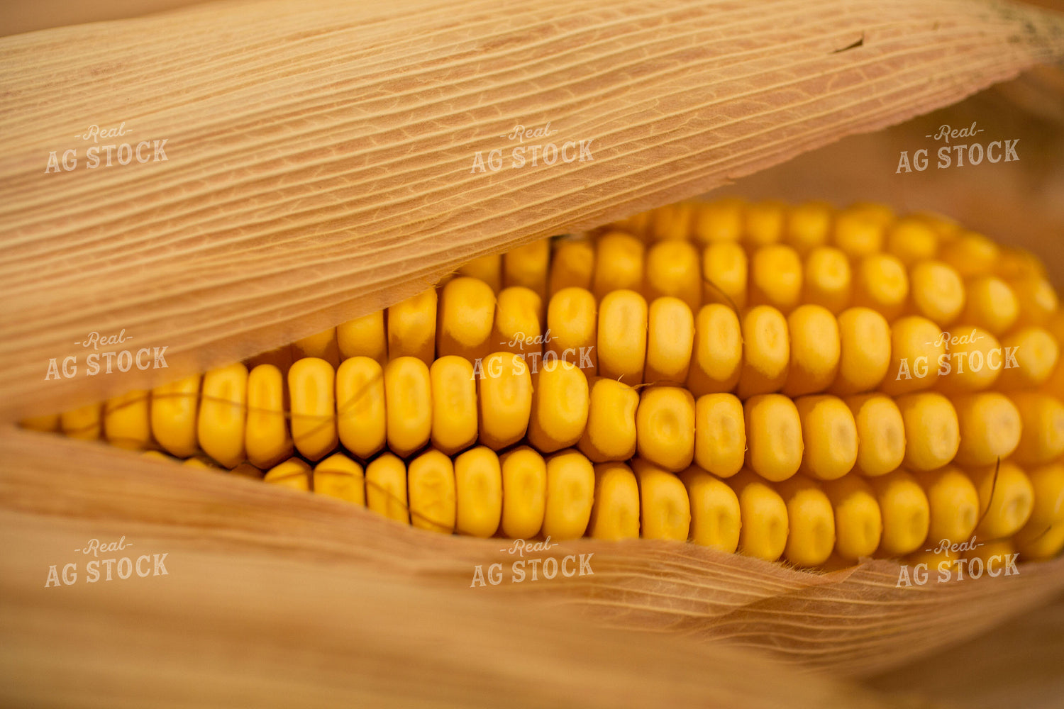 Ear of Corn Close Up 303053