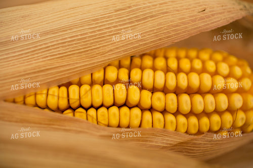 Ear of Corn Close Up 303053