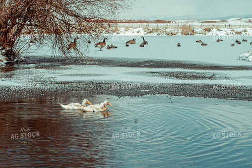 Wildlife in Pond 58032