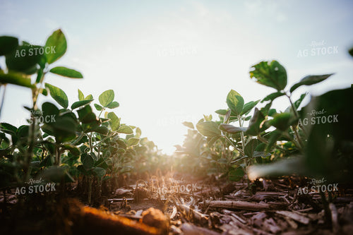 Early Growth Soybeans 125159