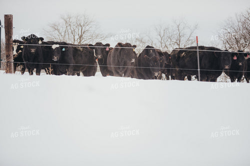 Angus Cattle in Snowy Pasture 3780
