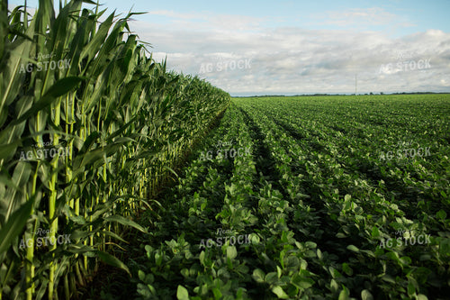 Green Corn and Soybean Field Border 6273