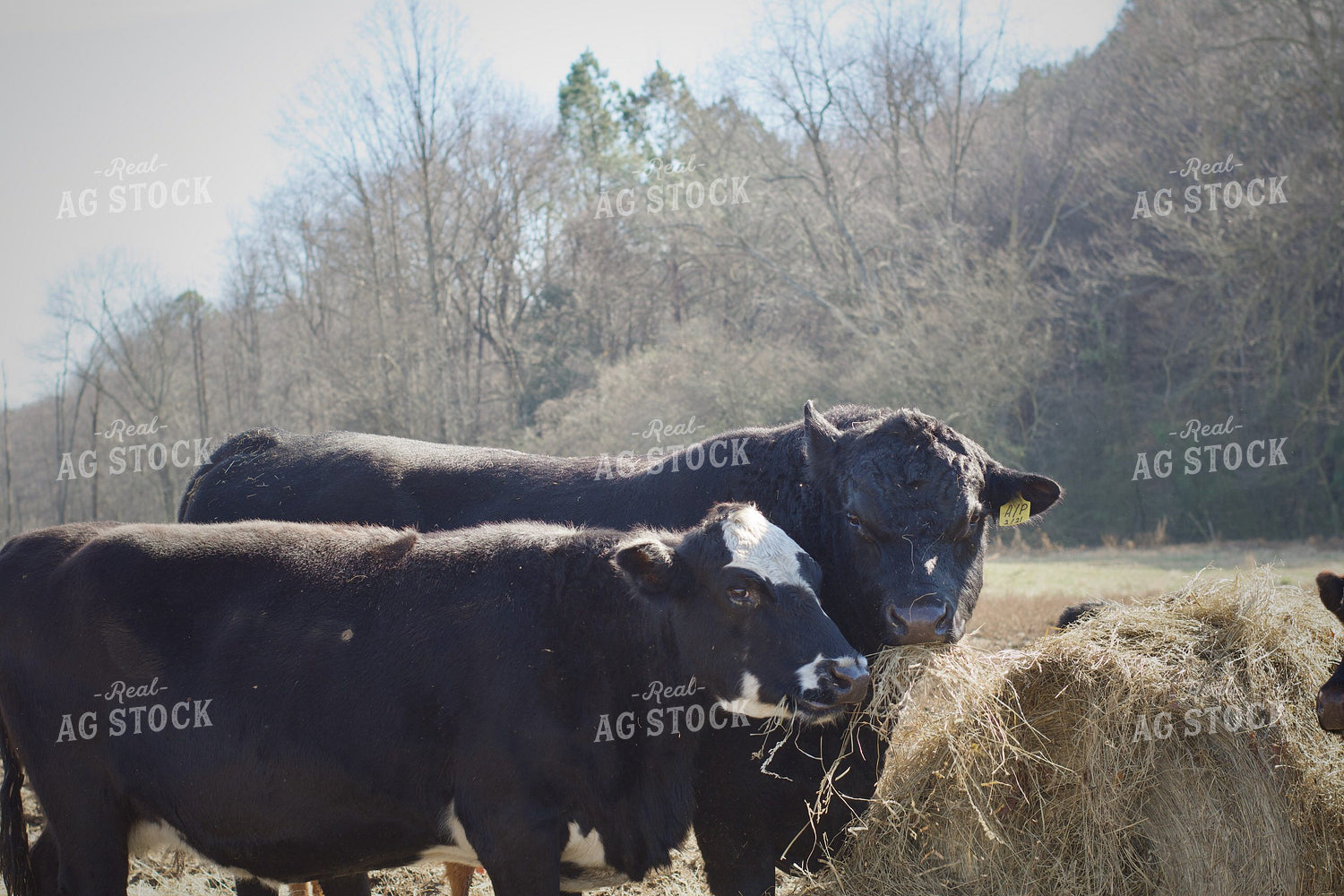 Cattle on Pasture 251133