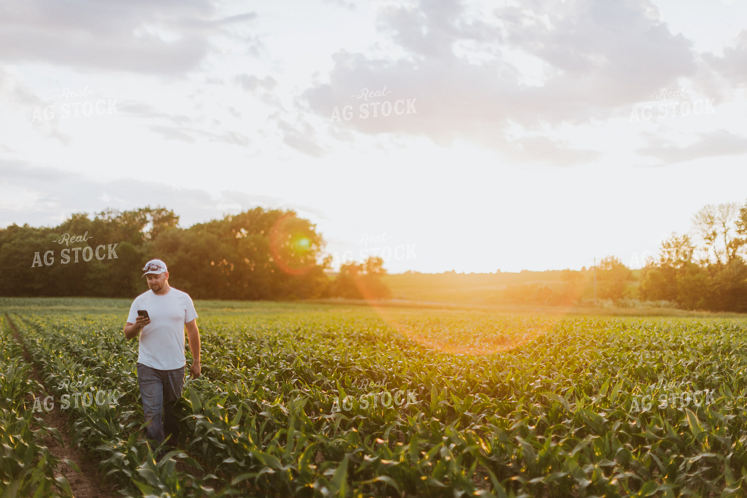 Farmer Looking at Phone in Cornfield 8832