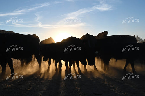 Cattle Silhouette 253010