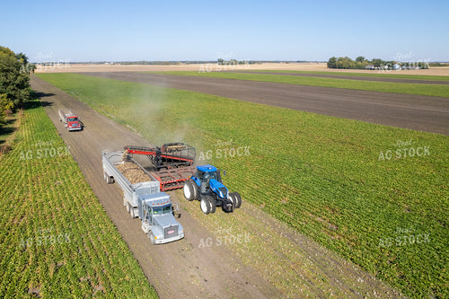 Sugar Beet Harvest 255044
