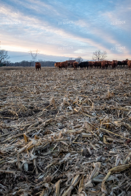 Cattle on Cornstalks 168024