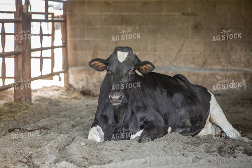 Holstein Cattle in Sand Beds 270194