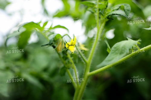 Tomato Plant 178140