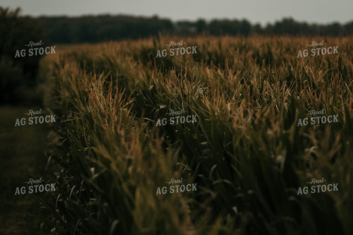 Corn Field with Tassels 3135