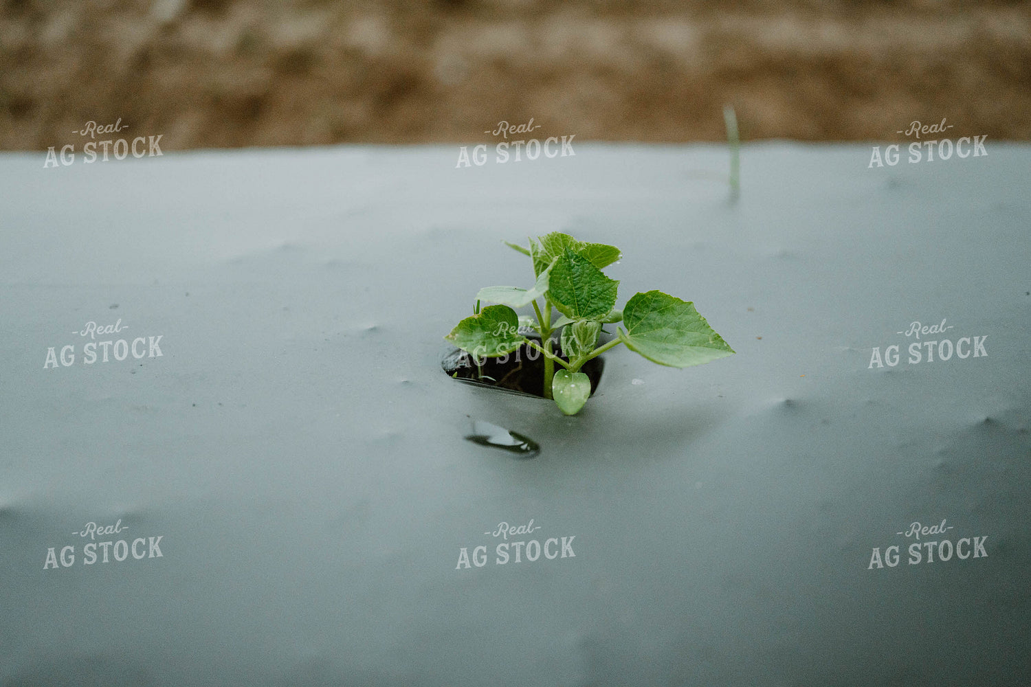 Cucumbers in Plasticulture 125243