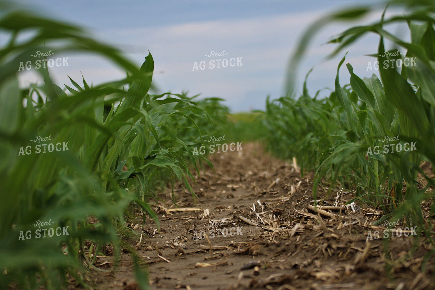 Midseason Corn Field 82119
