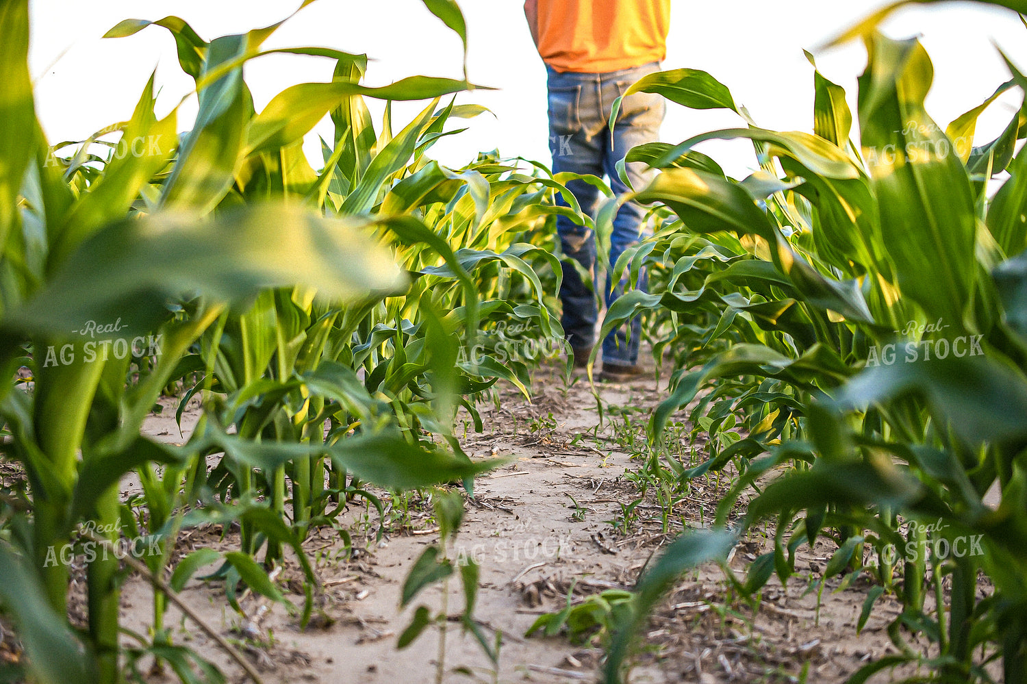 Checking Corn 191126
