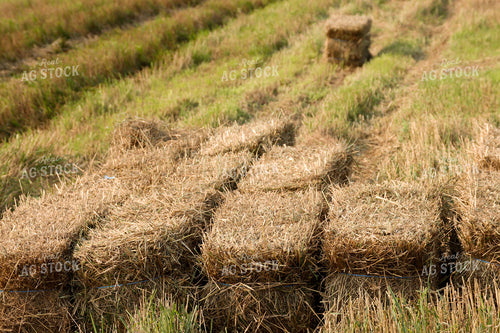 Square Bales 52297