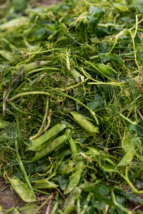 Pea Plant Waste 76190