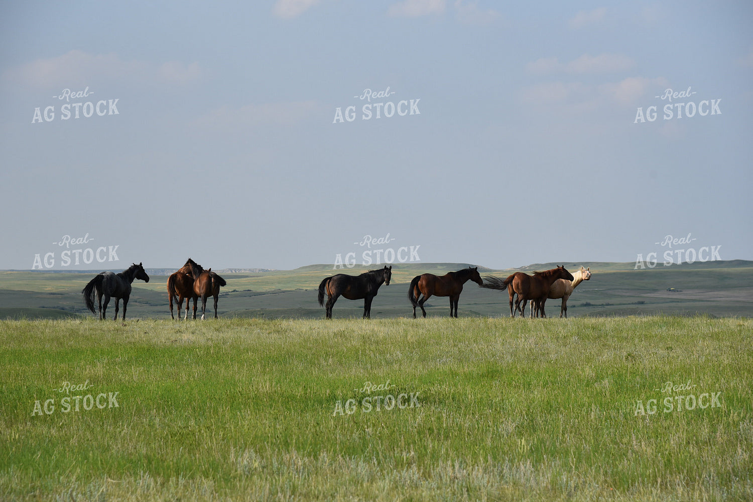 Horses 183001