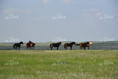 Horses 183001