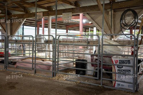 Pigs at the Fair 65962