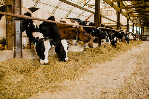 Dairy 2686