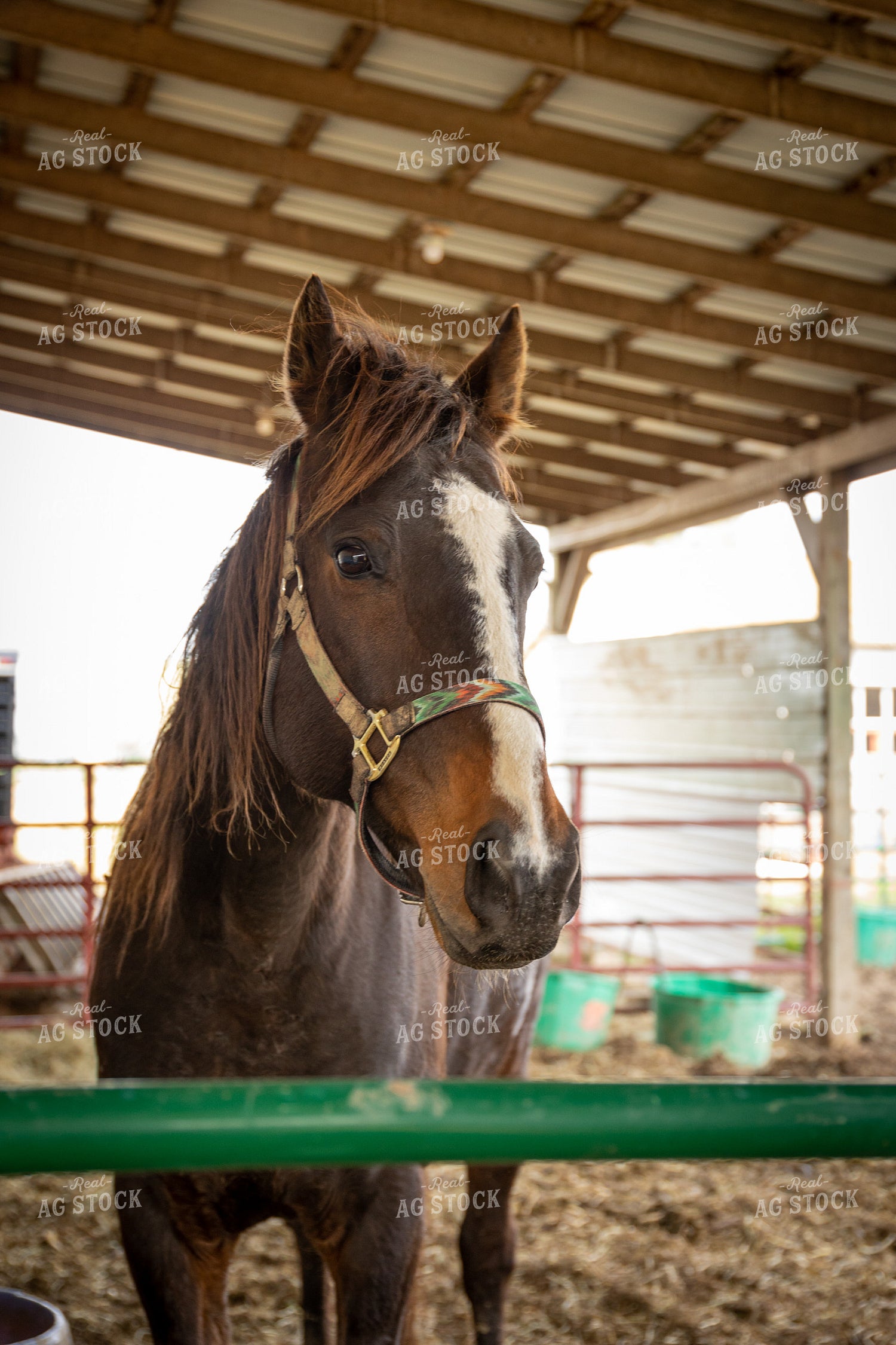 Horse in Pen 52413