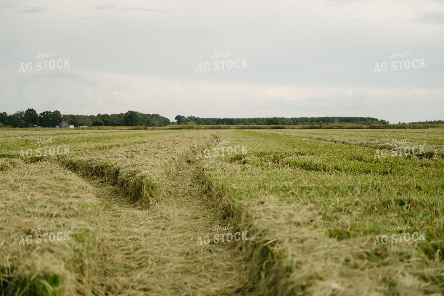 Harvested Rice Field 125289