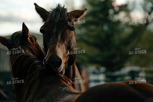 Horses 58343