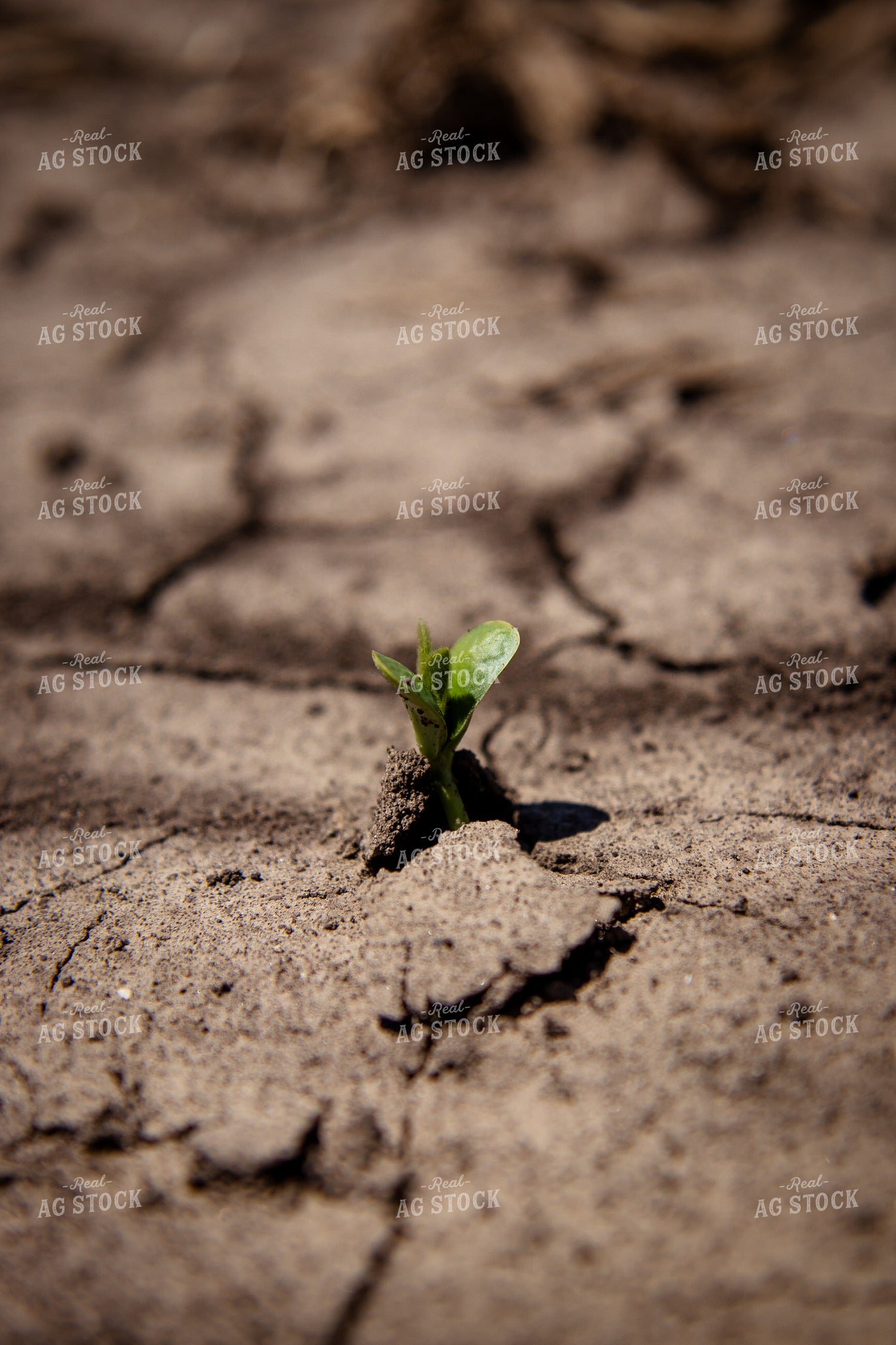 Early Growth Soybeans 67724