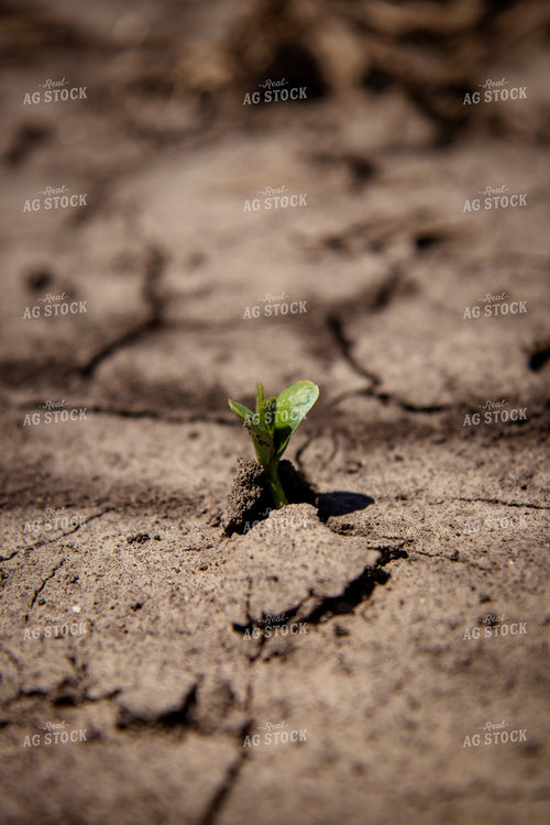 Early Growth Soybeans 67724