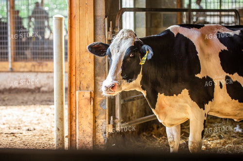 Holstein Cows 270196