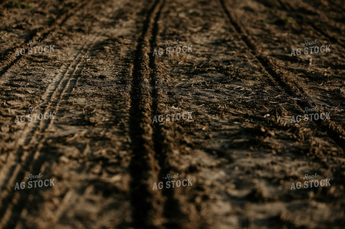 Planting 2851