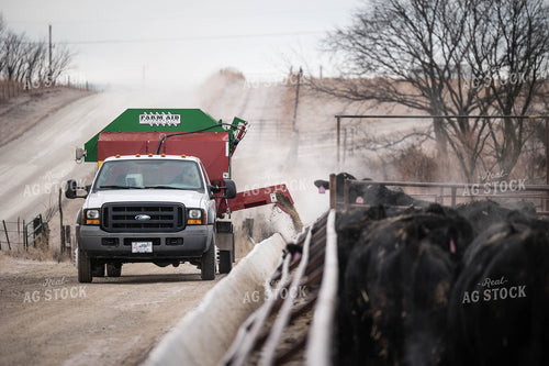 Feeding Cattle 219060