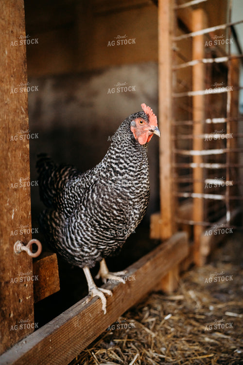 Chicken 196277