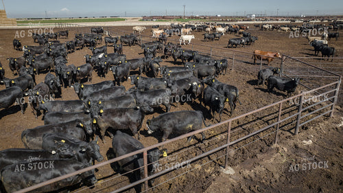 Cattle Feedlot Drone 56447