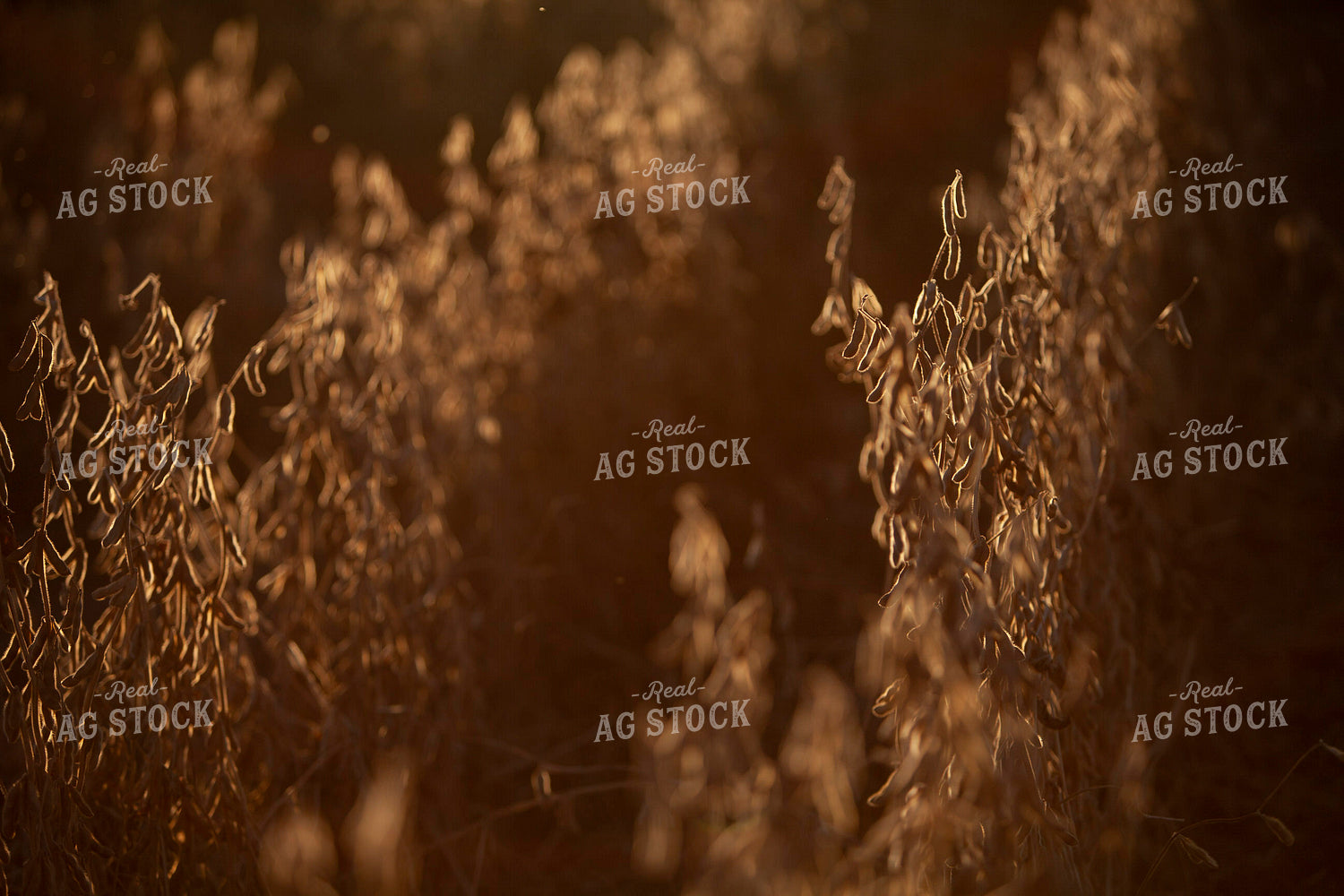 Soybeans - Dry 1615