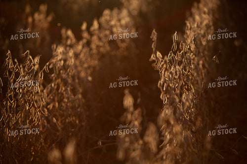 Soybeans - Dry 1615