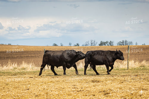 Bull and Heifer 138130
