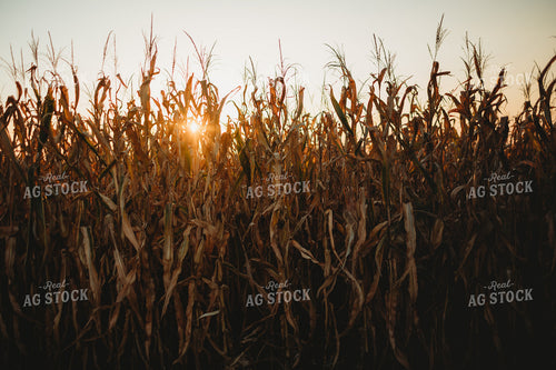 Dried Corn with Sunflare 3421