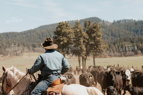 Rancher on Horseback with Cows and Calves 66009