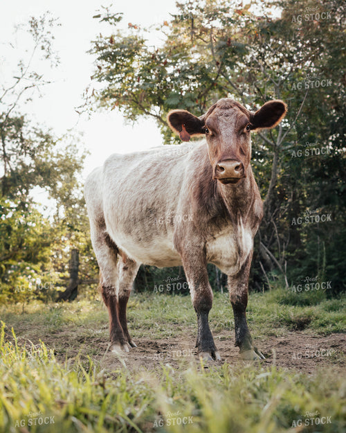 Shorthorn Heifer 178060