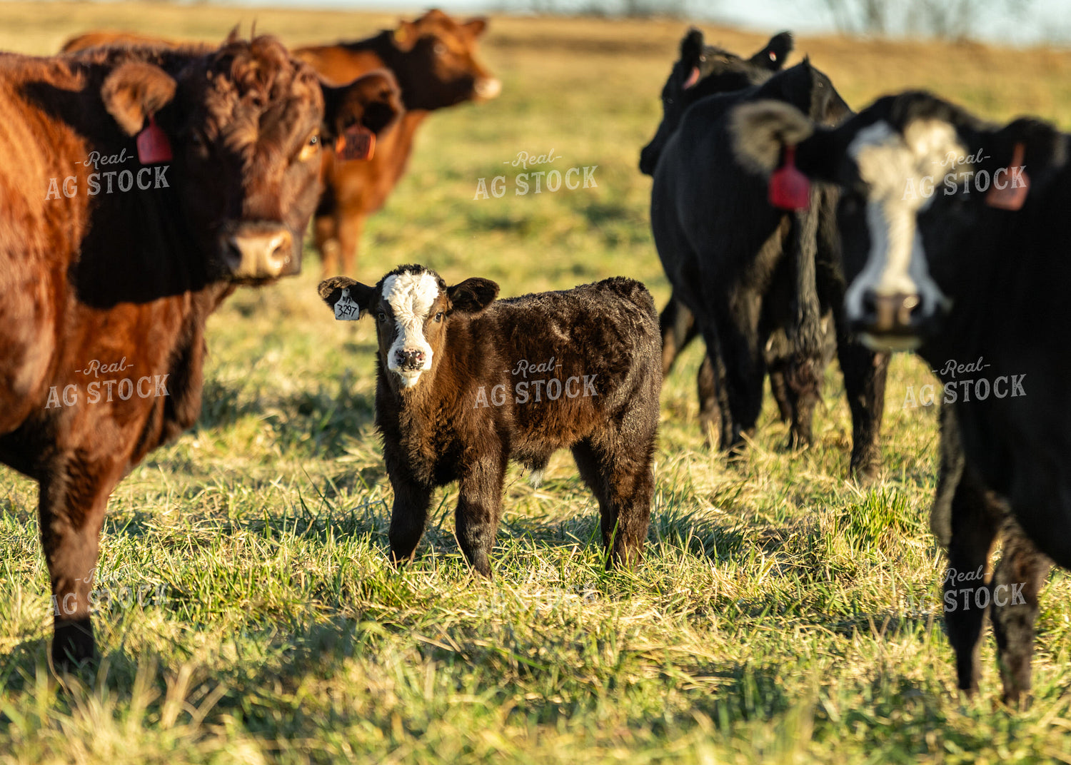 Cows and Black Baldy Calf on Pasture 264080