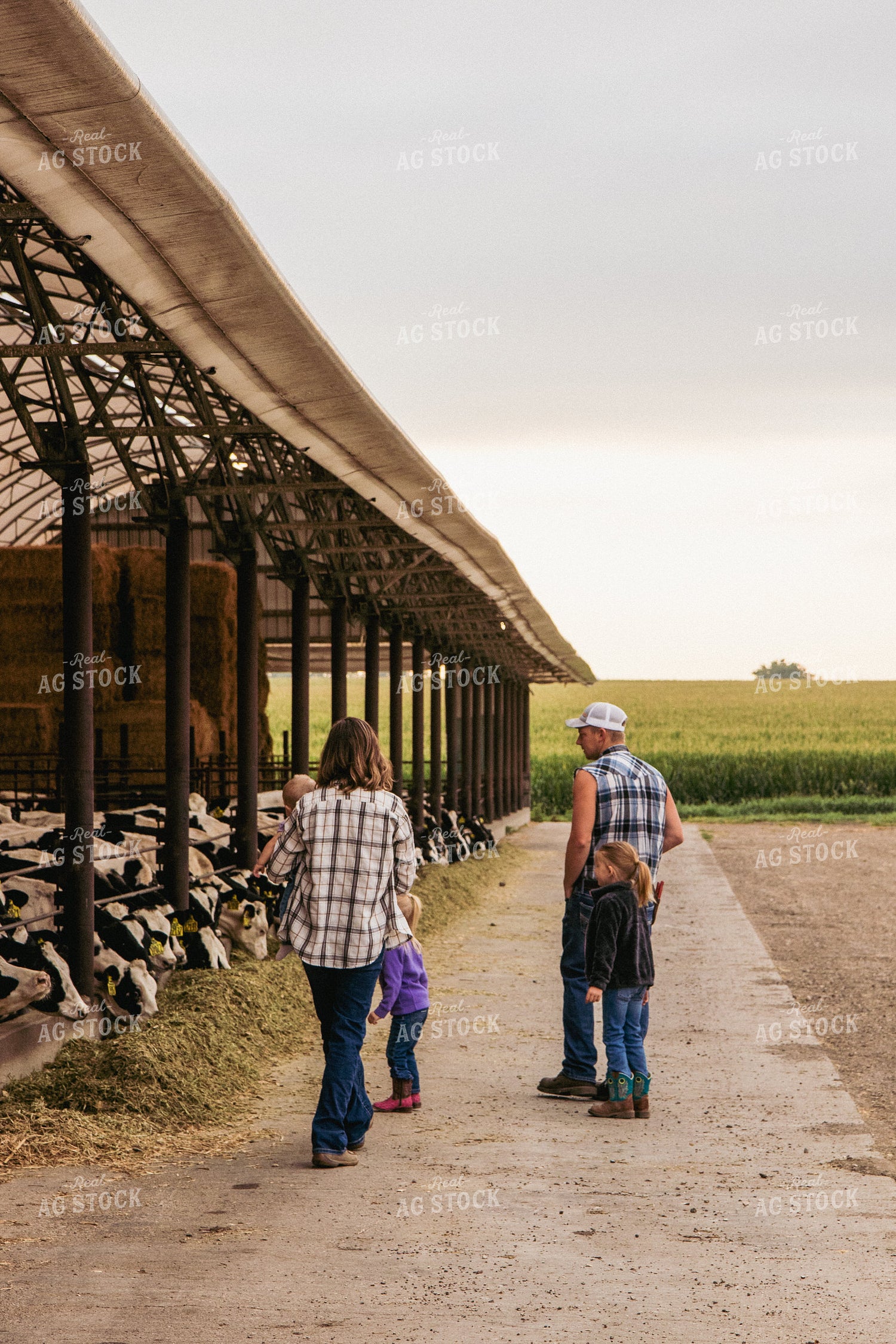 Farm Family Walking to Open Air Cattle Barn 67380