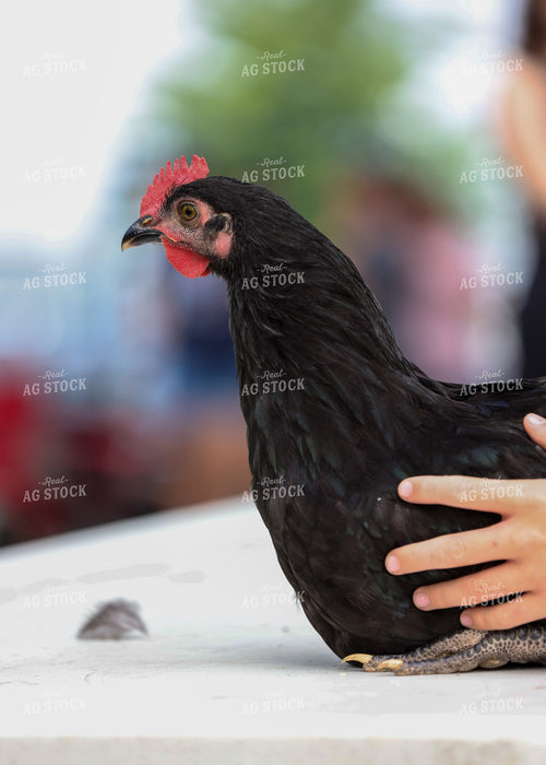 Showing Chickens 160126