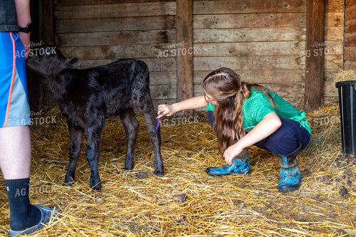 Calving Season 155563
