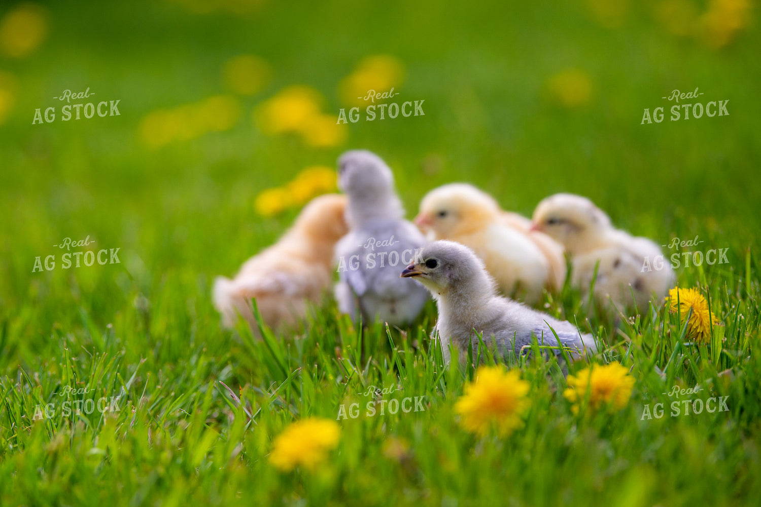 Baby Chicks 299065